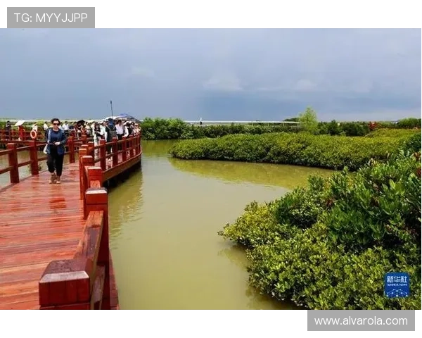 红树林娱乐:打造特色生态娱乐项目,提升旅游体验的多样性与趣味性